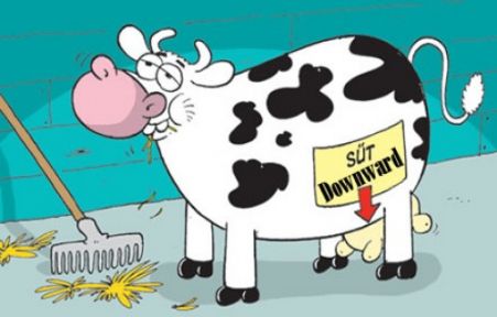 Süt projesinde Umarım Suç Öğretmene  Yüklenmez