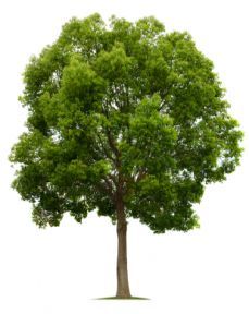 Alan Değişikliği Öğretmenleri Bilgisayar Başında Ağaç Etti