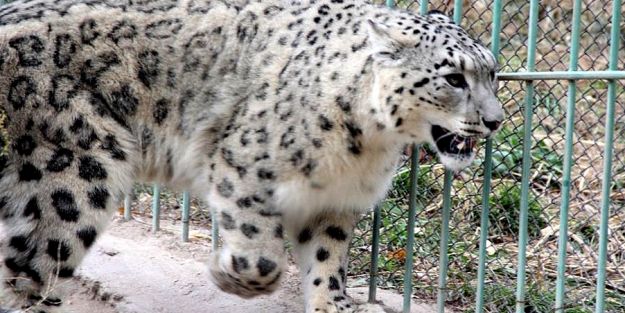 Kurtla beraber kuzuyu boğup sonra oturup çobanla ağlamaktan vazgeçin!