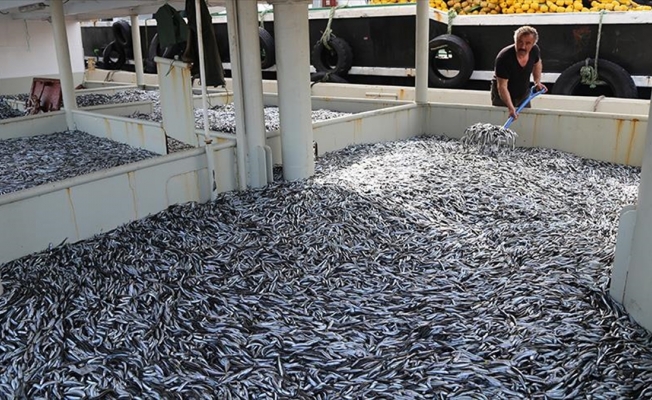 Bir gecede 500 ton hamsi avlandı