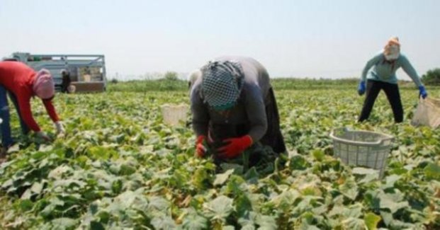 Atanamayan öğretmen 42 derecede tarlada