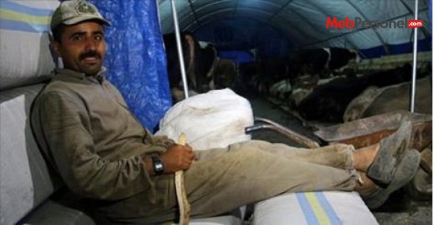 Öğretmenliğe atanamadı çoban oldu