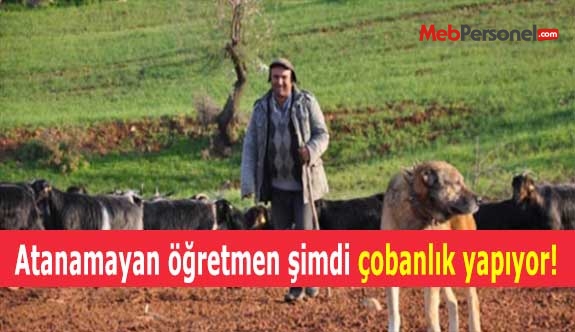 Atanamayan öğretmen şimdi çobanlık yapıyor!