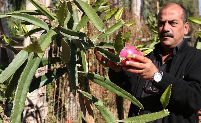 Mersin tropikal meyve merkezi olmak istiyor