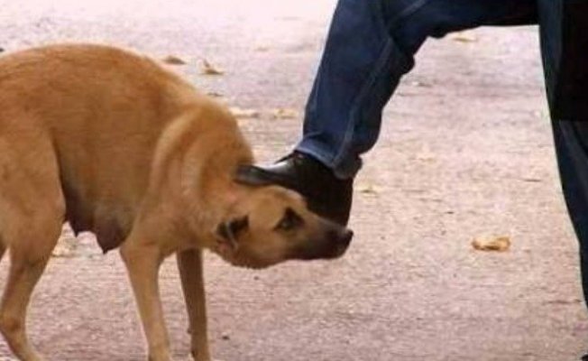 Hayvanlara Saldırgan Muamele, Bir  Kötülüktür