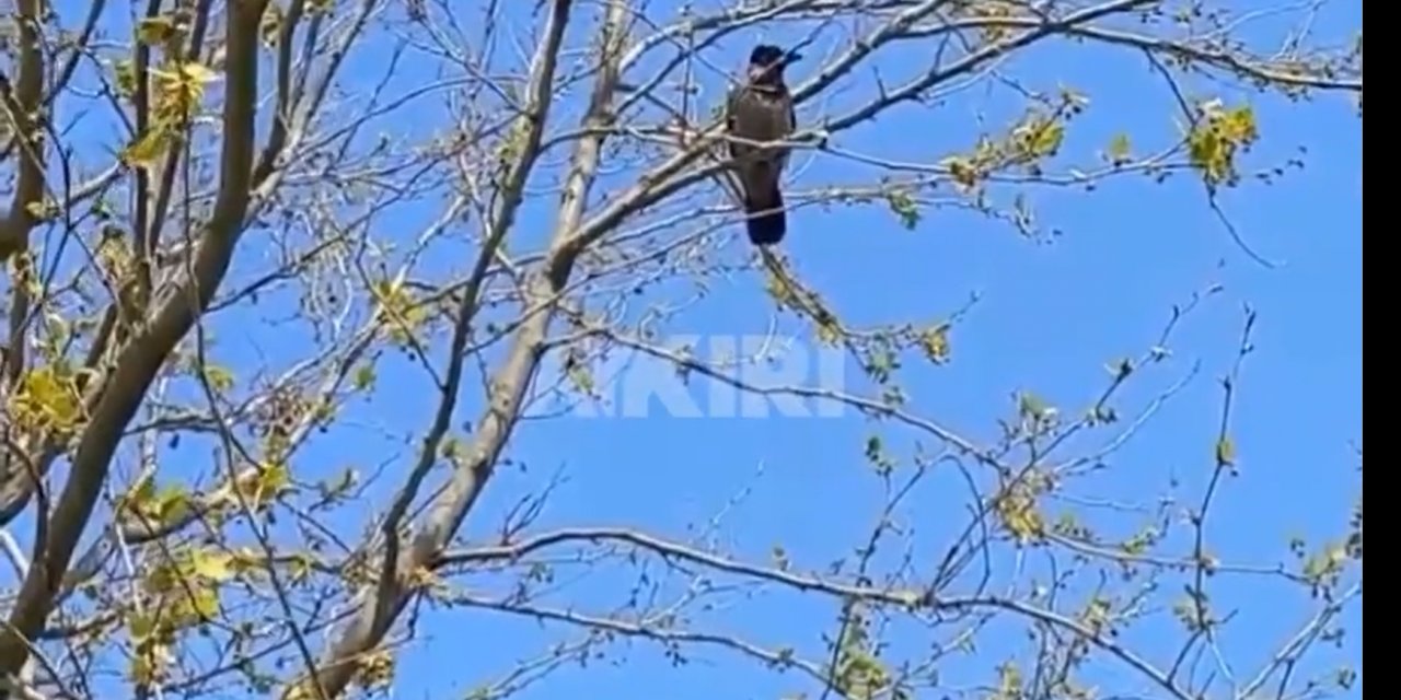 Beylikdüzü’nde “Allahu Ekber” diyen karga görüntülendi.