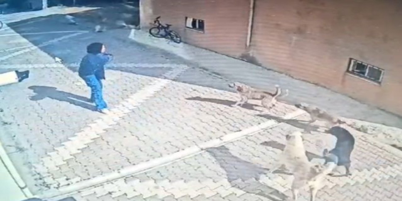 Okuldan Eve Dönen Kız Öğrenciye Başıboş Köpekler Saldırdı