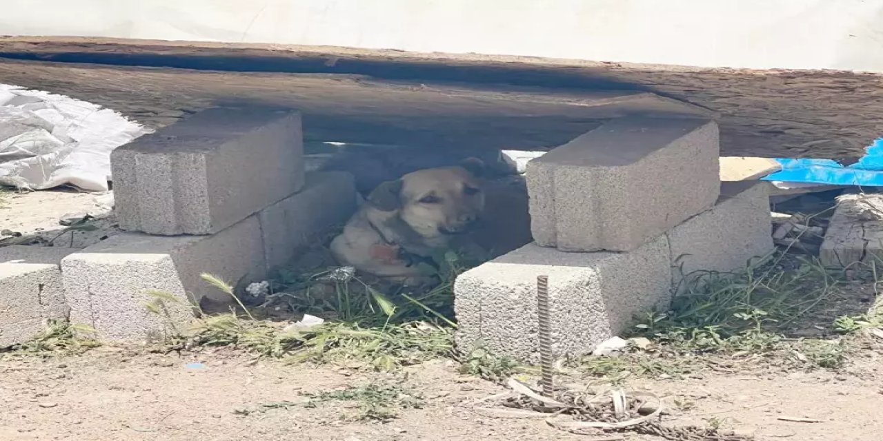 Lise öğrencisi, okul dönüşü köpek saldırısında yaralandı