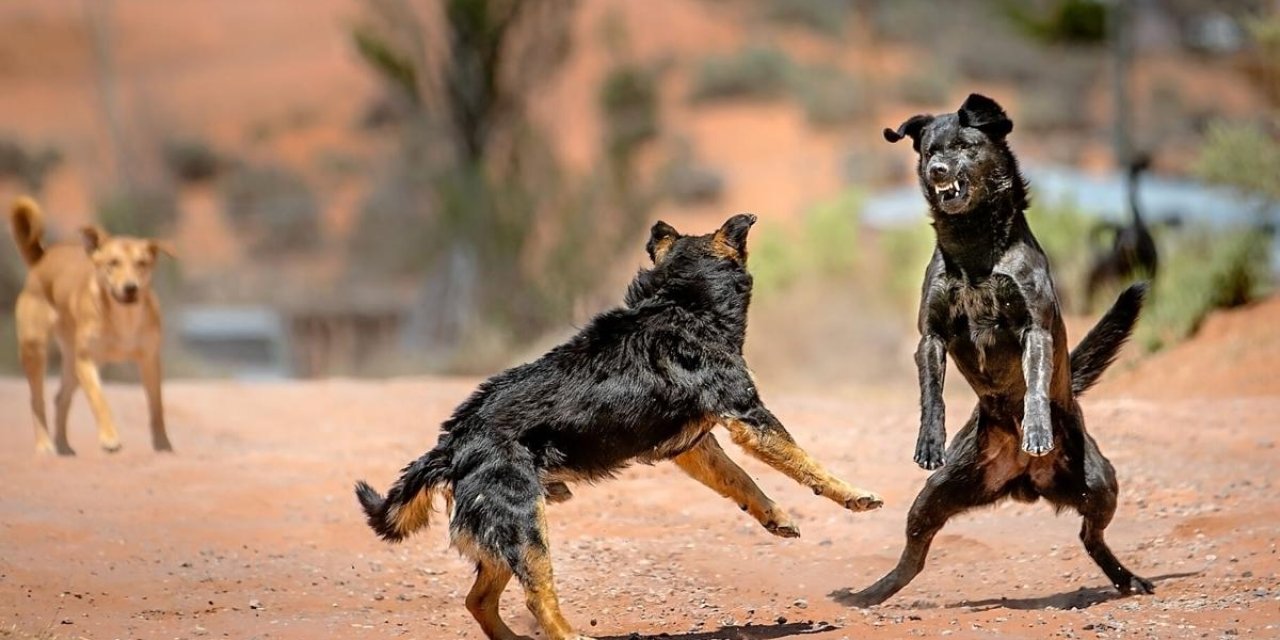 Okula giden çocukların kabusu sokak köpekleri, bu sorun çözülmeden ailelere huzur yok