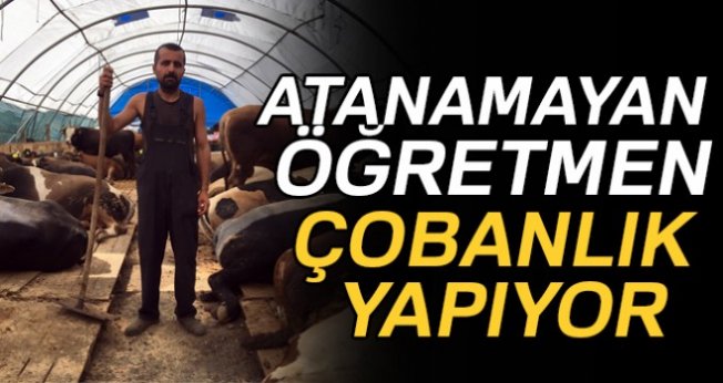 Atanamayan öğretmen kurbanlık satıyor