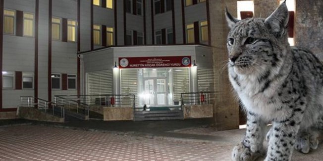 Öğrenci yurdunun bahçesine vaşak girdi