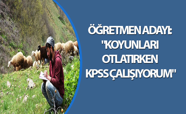 ÖĞRETMEN ADAYI: "KOYUNLARI OTLATIRKEN KPSS ÇALIŞIYORUM"