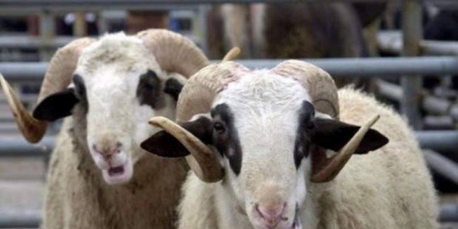 Kurban fiyatları belli oldu