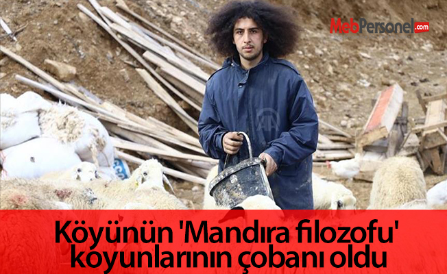 Köyünün 'Mandıra filozofu' koyunlarının çobanı oldu
