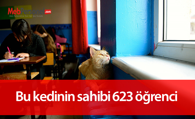 Bu kedinin sahibi 623 öğrenci