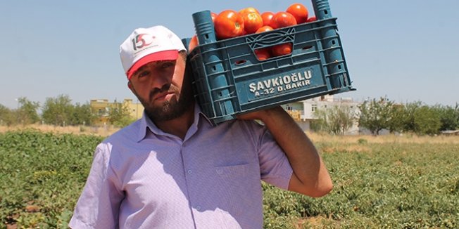 Öğretmenlik mezunu, 65 liraya tarlada çalışıyor