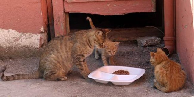 Derslere giren kedi 'Tarçın' teneffüslerde yavrularıyla ilgileniyor