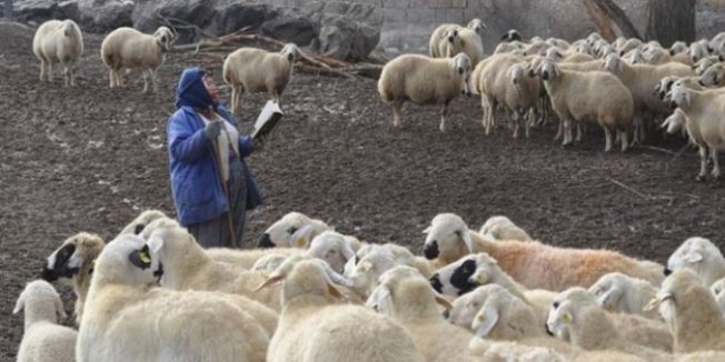 İlkokul mezunu kadın çobanın 'tek dostu' kitapları
