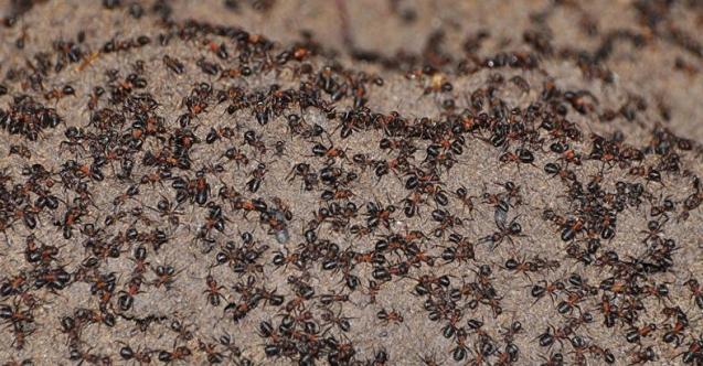 Karınca istilası nedir? Karınca İstilası Türkiye'ye gelir mi?