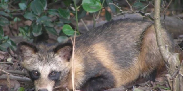 Virüsü insanlara bulaştıran hayvan Türkiye'de ilk kez görüldü