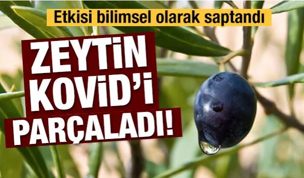 Zeytin Kovid’i parçaladı