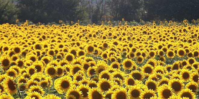 Ayçiçeği yağı fiyatları uçtu...