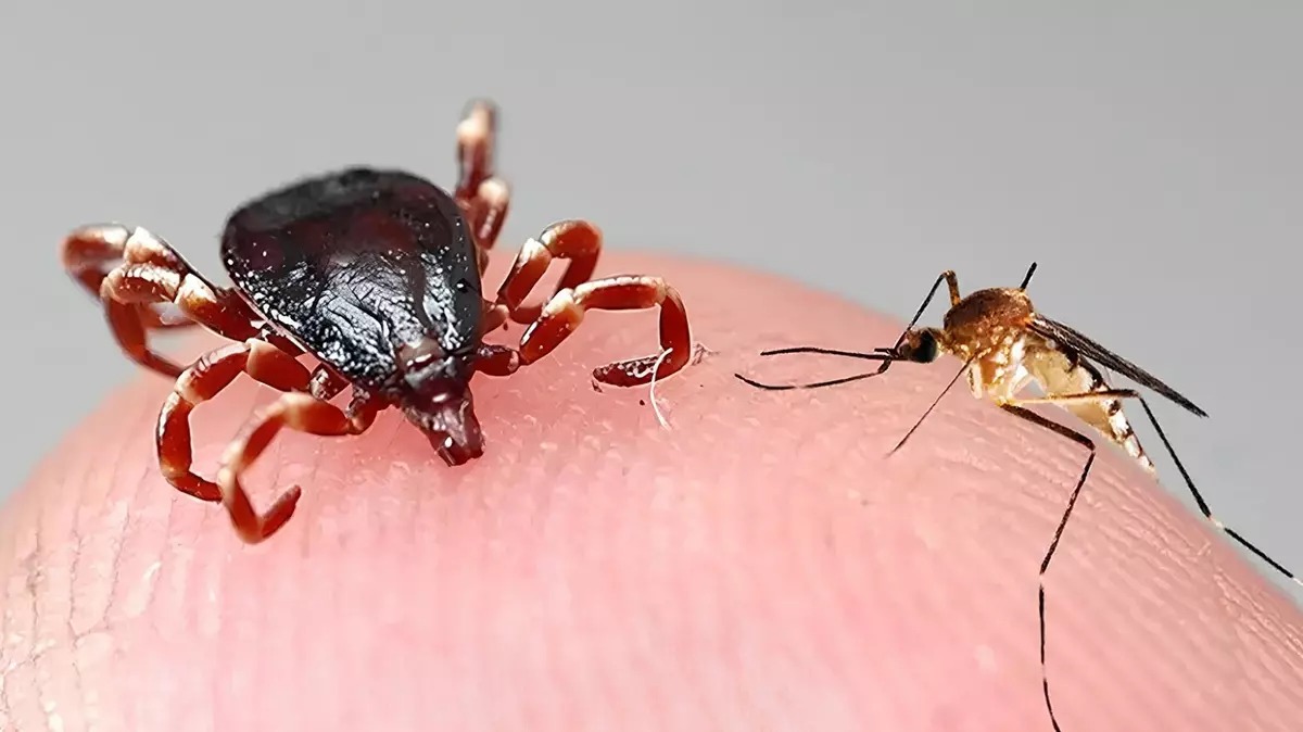 Sivrisinek ve keneden kurtulmanın yolları açıklandı! Evdeki bu malzemelerle sivrisineklerden kurtulabilirsiniz...