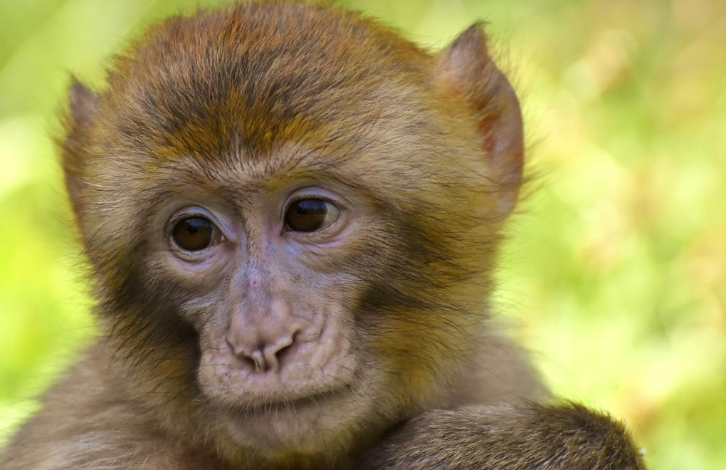 Fahrettin Koca açıkladı: İşte Türkiye'de görülen maymun çiçeği vaka sayısı
