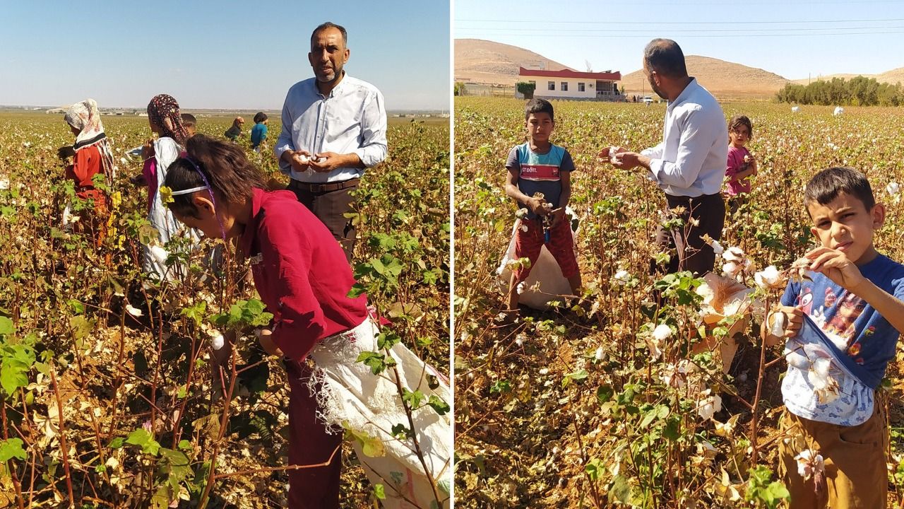 Onlar için okul henüz açılmadı! Urfalı çocuklar pamuk tarlasında!