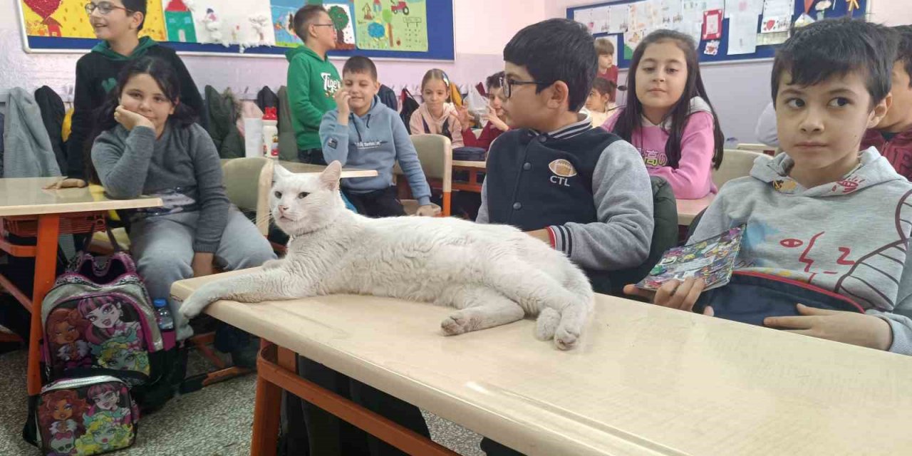 Okullu kedi Çakıl 6 yıldır öğrencilerle birlikte derslere giriyor