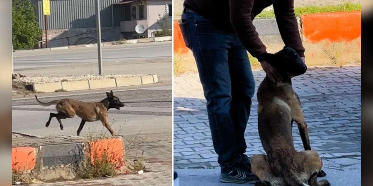 Sokak Köpeği Terörü: Güpegündüz Bir Kadının Kolu Parçalandı