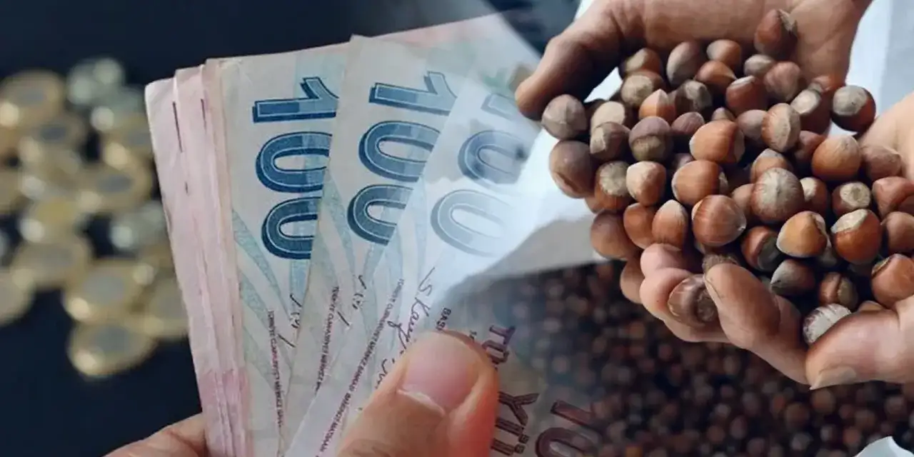 Binlerce Fındık İşçisinin Günlük Yevmiyesi Belli Oldu