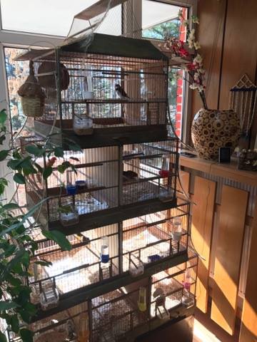 Müsteşar Yardımcısı Kuşlara Olan Sevdasını Makam Odasına Taşıdı