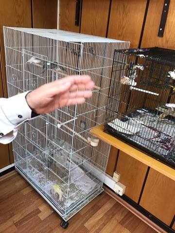 Müsteşar Yardımcısı Kuşlara Olan Sevdasını Makam Odasına Taşıdı