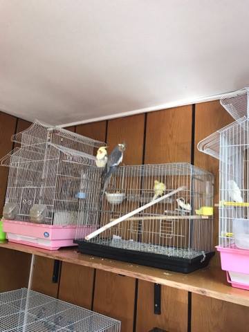 Müsteşar Yardımcısı Kuşlara Olan Sevdasını Makam Odasına Taşıdı