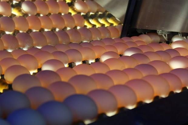 Bunu haberi okuduktan sonra yumurtanın kabuğunu çöpe atmayacaksınız