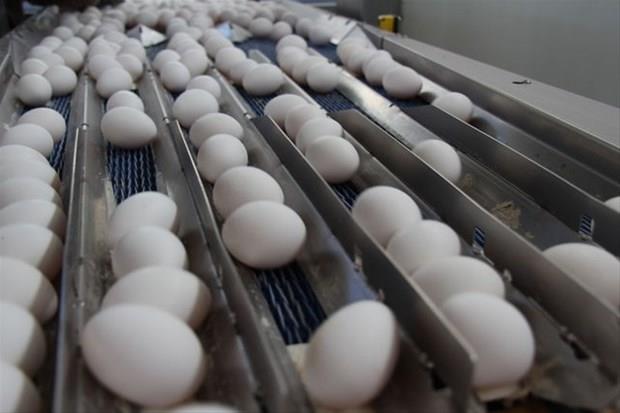 Bunu haberi okuduktan sonra yumurtanın kabuğunu çöpe atmayacaksınız