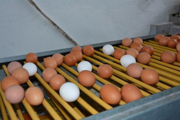 Bunu haberi okuduktan sonra yumurtanın kabuğunu çöpe atmayacaksınız